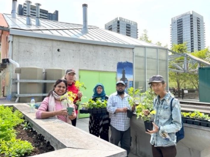 a diverse group of people participating in a community gardening project in an urban setting. In the first photo, a group holds potted plants and smiles in front of a greenhouse with city buildings in the background. The second photo captures volunteers working together in a garden, digging and planting with tools and supplies nearby. The third photo shows two individuals tending to the garden, carefully weeding and maintaining the plants near a black metal fence, with a tree-lined street and buildings visible beyond.