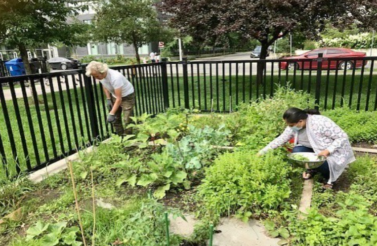 a diverse group of people participating in a community gardening project in an urban setting. In the first photo, a group holds potted plants and smiles in front of a greenhouse with city buildings in the background. The second photo captures volunteers working together in a garden, digging and planting with tools and supplies nearby. The third photo shows two individuals tending to the garden, carefully weeding and maintaining the plants near a black metal fence, with a tree-lined street and buildings visible beyond.